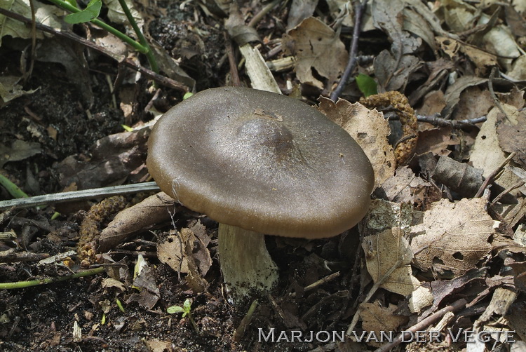 Harde voorjaarssatijnzwam - Entoloma clypeatum